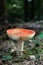 Autumn amanita mushroom, red muscaria. Agaric spores