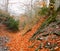 Autumn ancient forest