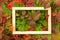 Autumn announcement. There is a frame on crimson and green autumn leaves. Space for text. Juicy leaves with dew drops