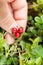 Autumn antioxidant lingonberry branch. Beautiful cowberry bush