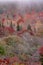 Autumn in the Appalachian Mountains Viewed Along the Blue Ridge Parkwa