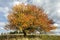 Autumn apple-tree