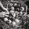 Autumn Apples Falling from a Basket