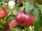 Autumn apples of late varieties