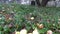 Autumn apples under apple tree in derelict farm garden