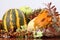 Autumn arrangement with pumpkins