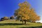 Autumn Ash and Oak Trees Cracks Hill