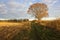 Autumn ash tree