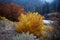 Autumn Ash Trees Along the Salmon River