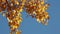Autumn aspen branches over blue sky
