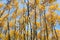 Autumn aspen forest