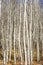 Autumn Aspen forest with white bark and blue sky