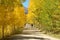 Autumn Aspen Grove