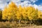 Autumn Aspen Grove located within Rocky Mountain National Park, Colorado.