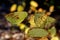 Autumn aspen leaves in the sunlight. Close-up of brown and yellow dying leaves on tree branches