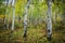 Autumn Aspen Meadow