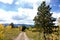 Autumn Aspen Mountain Road