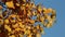 Autumn aspen tree closeup view
