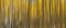 Autumn Aspen Trees Abstract Panorama