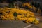 Autumn aspen trees on the Fall country asphalt road at pass creek Idaho