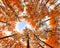 Autumn Aspen Trees, Grand Teton National Park, Wyoming.