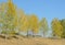 Autumn aspen trees with yellow leaves