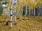 Autumn Aspens in Coconino National Forest