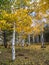 Autumn Aspens in Coconino National Forest