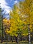 Autumn Aspens in Coconino National Forest