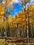 Autumn Aspens in Coconino National Forest