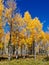 Autumn Aspens in Coconino National Forest