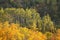 Autumn Aspens and Maple Viewed from Oberg Mountain in Northern M