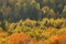 Autumn Aspens and Maple Viewed from Oberg Mountain in Northern M