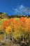 Autumn Aspens on McClure Pass