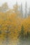 Autumn Aspens and Pines in Fog