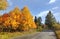 Autumn asphalt country road, yellow coloured trees on sides