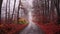 Autumn asphalt road through foggy forest, aerial view