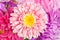 A autumn aster flowers bouquet background