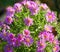 Autumn aster flowers pattern sunny closeup view