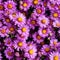 Autumn Aster Flowers of Symphyotrichum Novae Angliae, New York Aster September Flowers