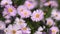 Autumn asters flowers