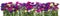 Autumn asters panoramic border