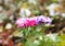 Autumn asters under the first snow