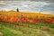 Autumn Atmosphere in a Wineyards in Tuscany, Chianti, Italy