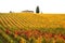 Autumn Atmosphere in a Wineyards in Tuscany, Chianti, Italy