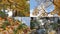 Autumn, autumn day, autumn park. Collage with views of the autumn forest.