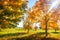 Autumn. Autumn nature on sunny day. Yellow trees in sunlight. Fall scene with bright sun. Autumn landscape of golden trees on