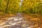 Autumn, autumn trees in the park, road, with people in the distance