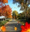 Autumn avenue