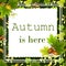 Autumn background of Autumn is here text with autumn maple leaves, seeds and acorns frame